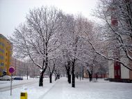 Novosady