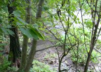 0845_mlynsky_nahon_trebetice