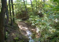 0024_rusava_les_po