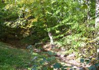 0027_rusava_les_splavy