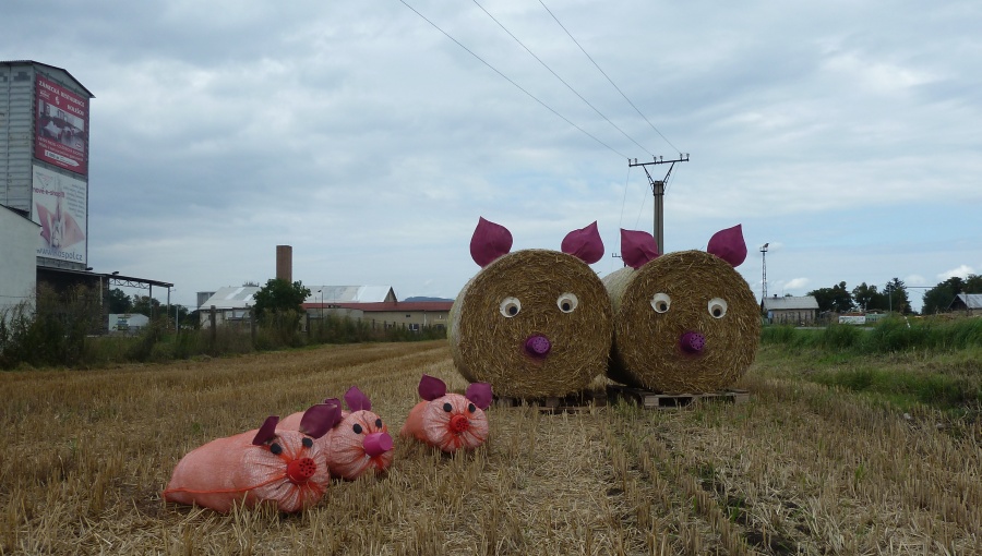 6. srpna 2016 – prasátka na poli u vjezdu od Kroměříže (19,9 °C)