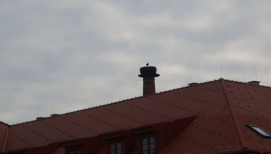 23. března 2021 – návrat čápů (-1.1 °C)