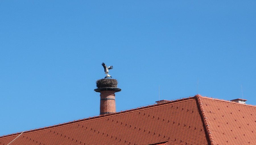 31. března 2021 – čapí rodinka je kompletní (21.3 °C)