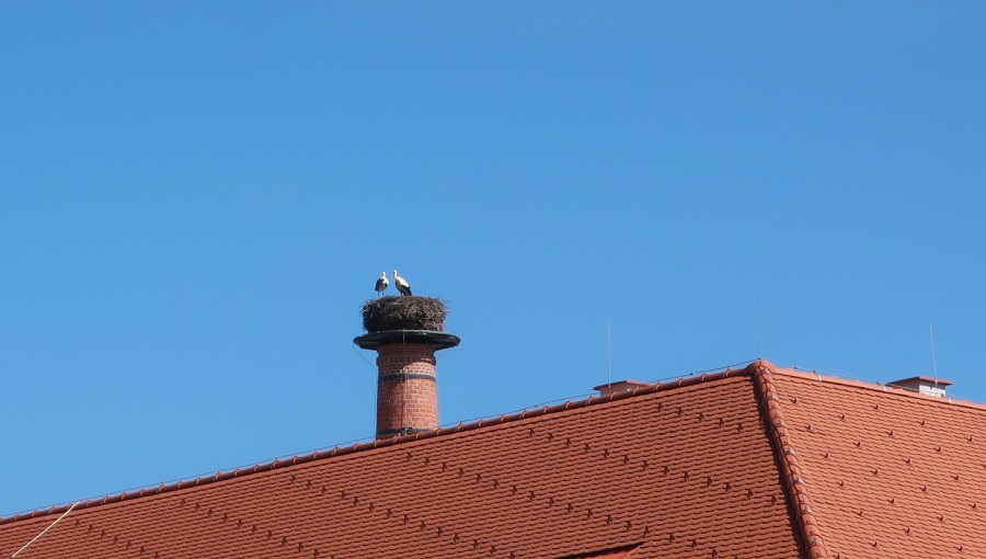 31. března 2021 – čapí rodinka je kompletní (21.3 °C)