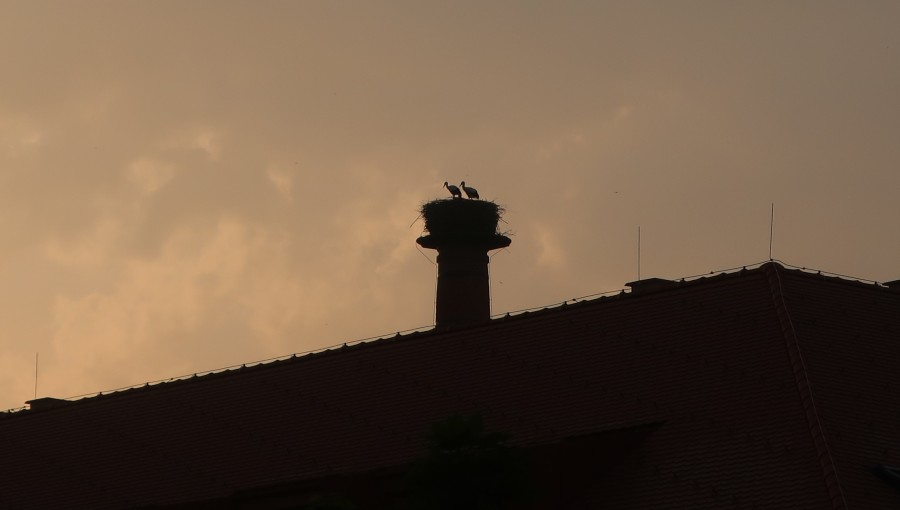 24. června 2021 – čápi (19.9 °C)